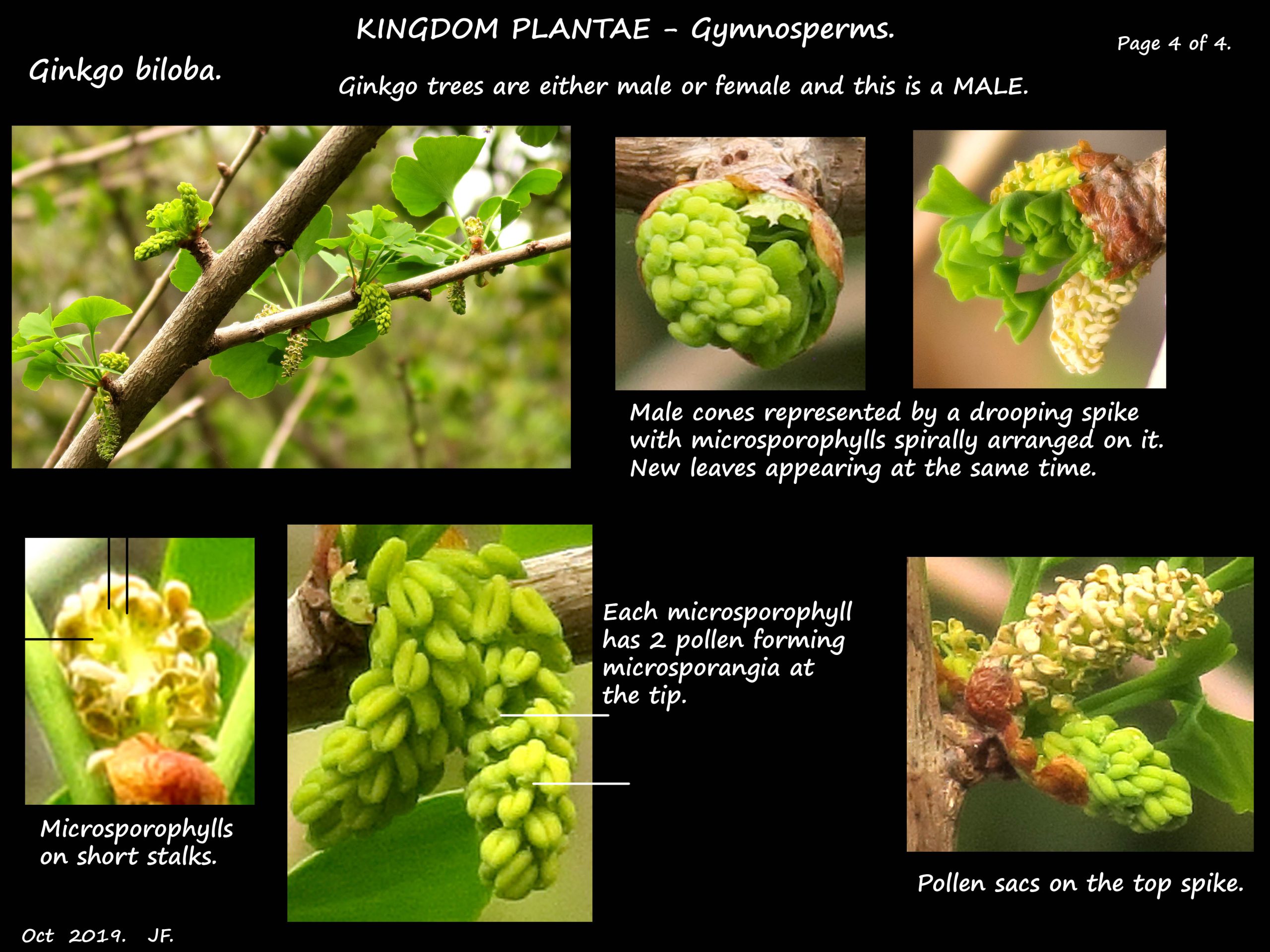 4 Male flowers of Ginkgo biloba